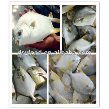 Frozen whole golden pomfret fish